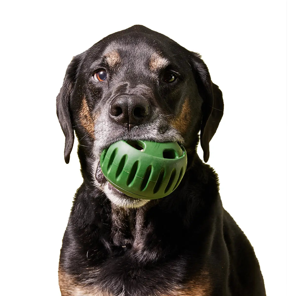 The Pupsicle image 1