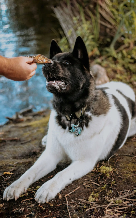 Wild N Fresh Whole Sardines
