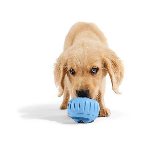 Baby blue - Pupsicle image 1